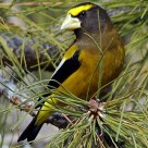 Evening grossbeak